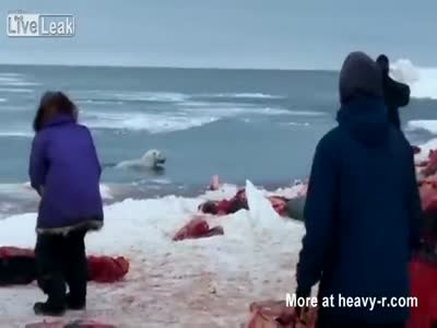 Hungry Polar Bear Takes Head Shot