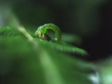 Carnivorous Caterpillar From Hawaii.